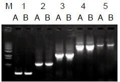 使用普通（A組）及含染料（B組）的2×Taq Master Mix配制的50μl擴(kuò)增體系，以5ng λDNA為模板， 對(duì)500bp～6.0kb片段的擴(kuò)增結(jié)果